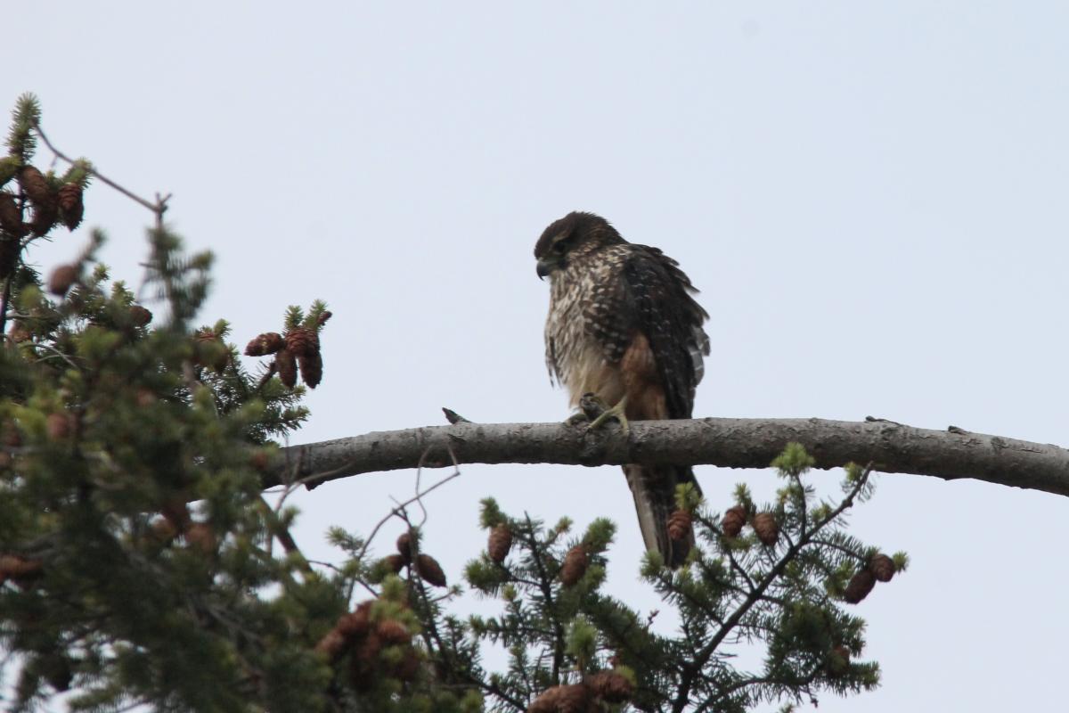 New Zealand Falcon (Falco novaeseelandiae), Queenstown, Queenstown, Otago, New Zealand, 2014-03-08 New Zealand Falcon (Falco novaeseelandiae)